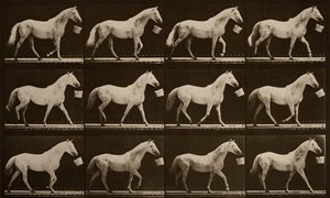Walking with a Bucket in Mouth; Light-Gray Horse, Eagle by Eadweard Muybridge